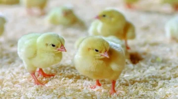 تحديثات بورصة الدواجن.. أسعار الكتاكيت البيضاء والبلدي في الأسواق خلال تعاملات السبت